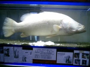 アカメ　釣り　日本三大怪魚
